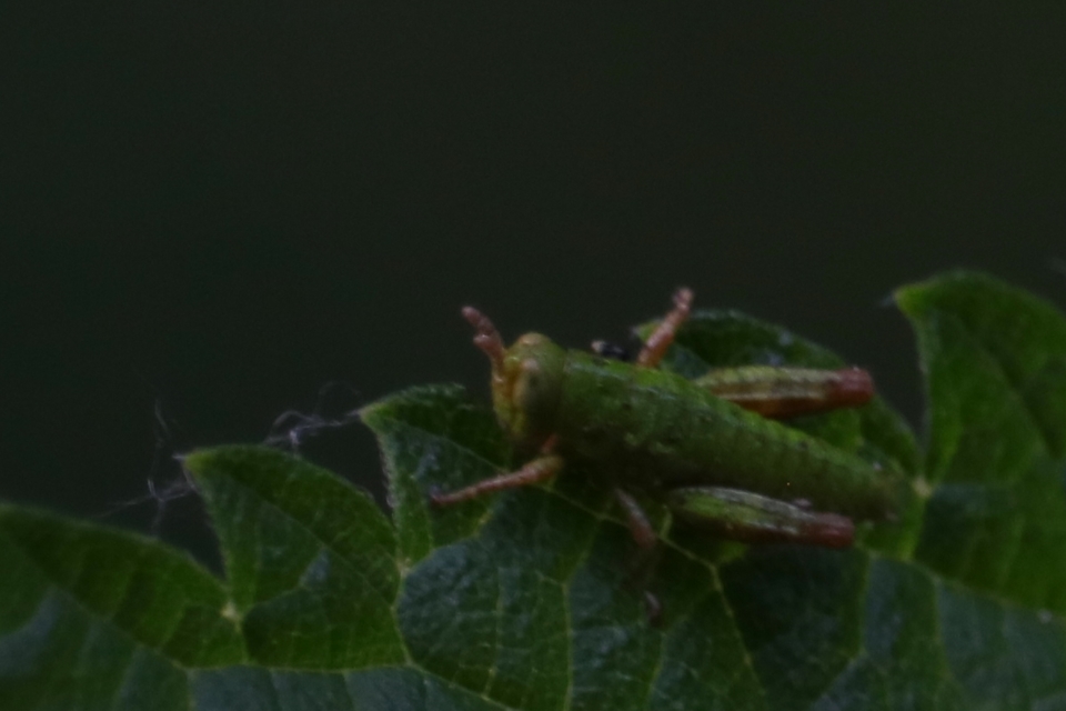 Odontopodisma decipiens - déli hegyisáska