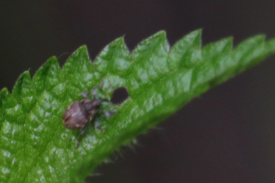 Nedyus quadrimaculatus - közönséges csalánormányos