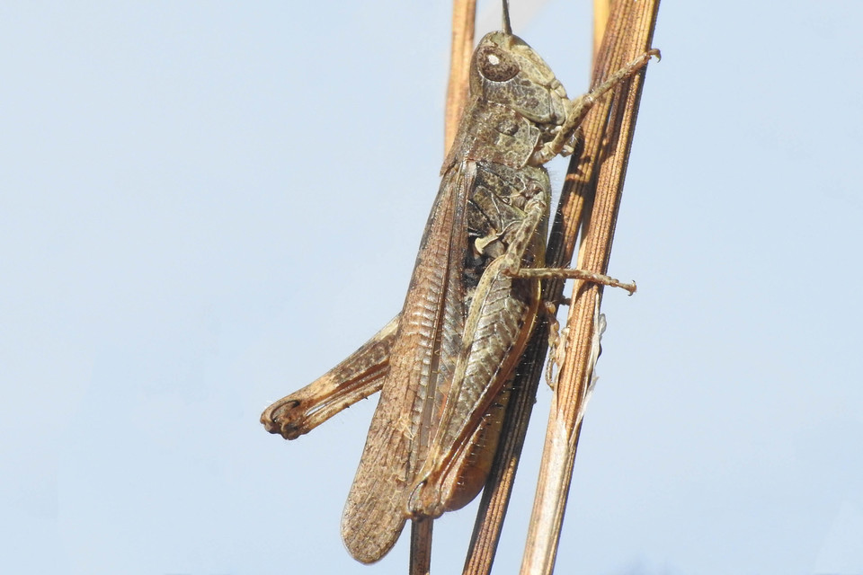 Chorthippus biguttulus - zengő tarlósáska