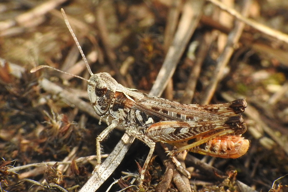 Myrmeleotettix maculatus - kis bunkóscsápúsáska