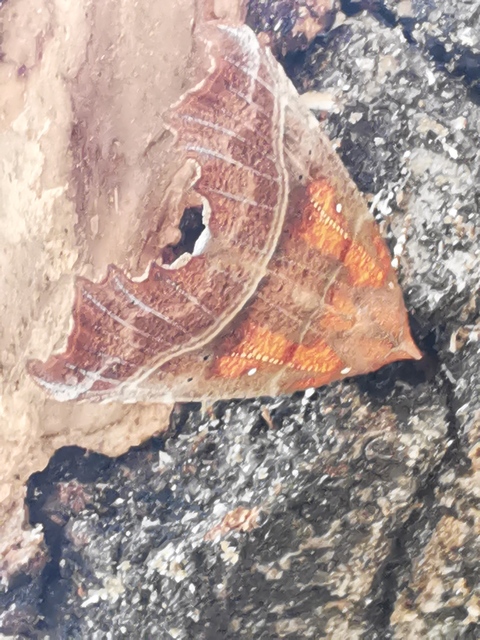 Scoliopteryx libatrix - vörös csipkésbagoly