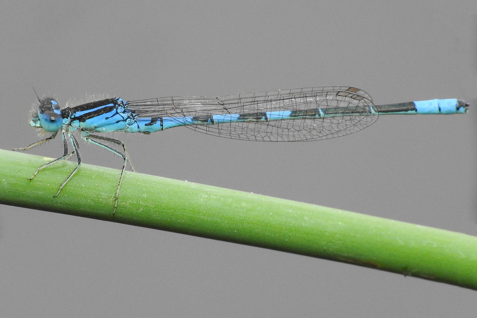 Coenagrion scitulum - mediterrán légivadász