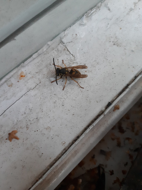 Vespula germanica - német darázs
