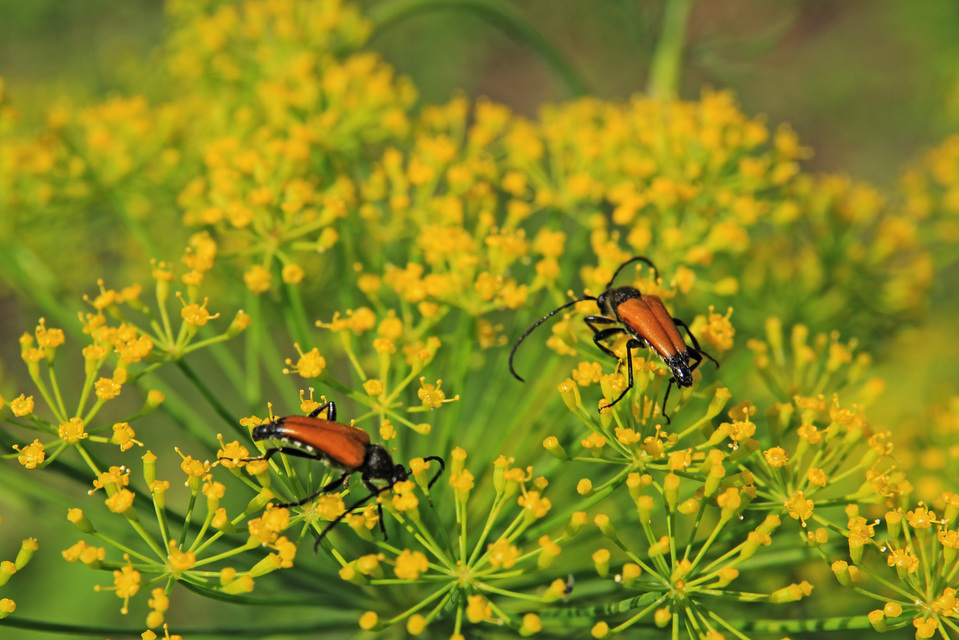 Stictoleptura fulva - vörhenyes virágcincér
