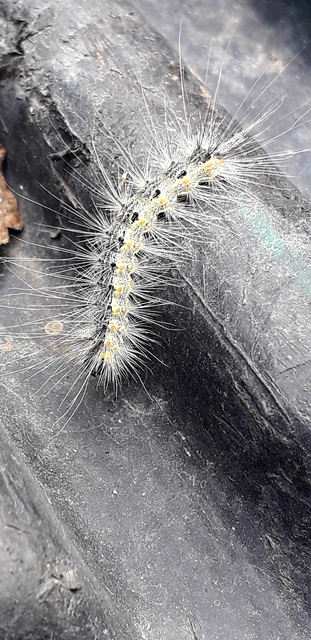 Hyphantria cunea - amerikai fehér medvelepke