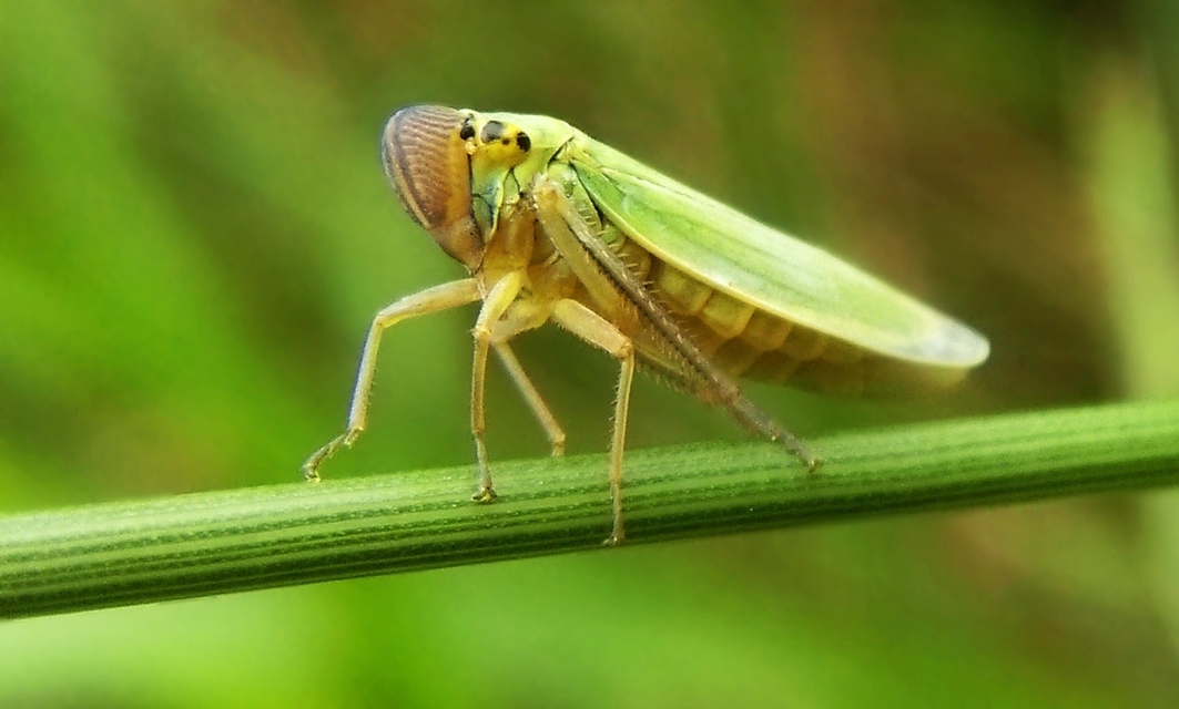 Cicadella viridis - méregzöld kabóca