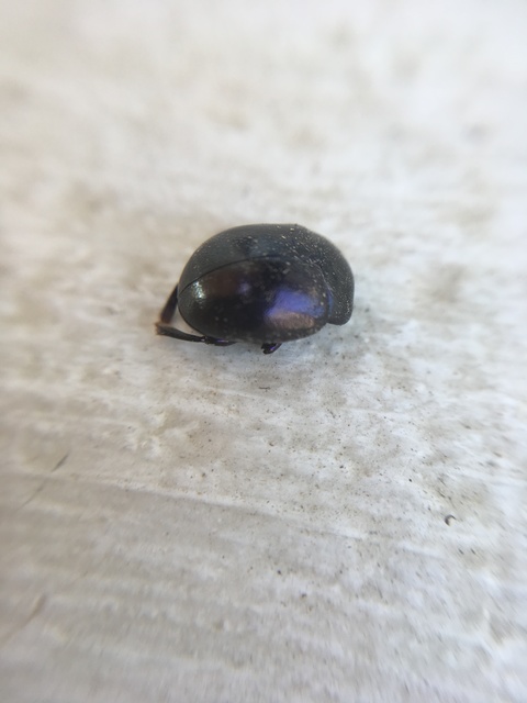 Chrysolina sturmi - vöröslábú levelész