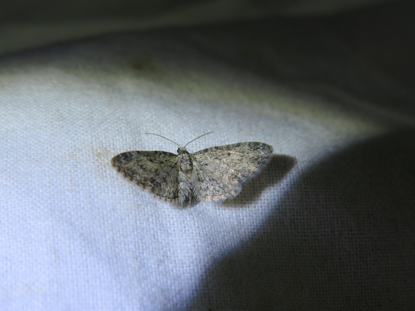 Eupithecia inturbata - juhar-törpearaszoló