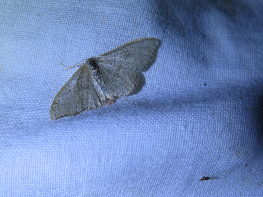 Idaea straminata - szalmasárga sávosaraszoló