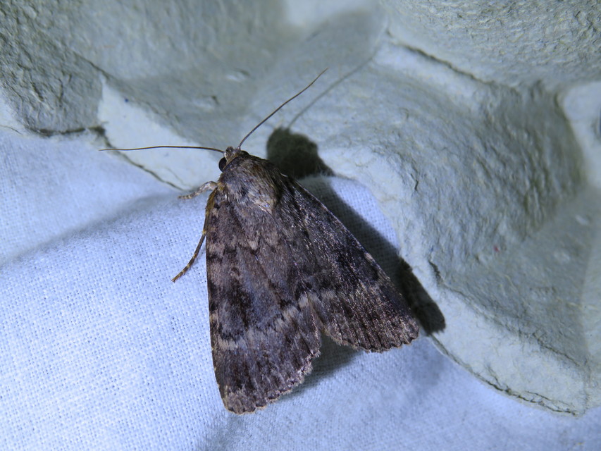 Amphipyra berbera/pyramidea
