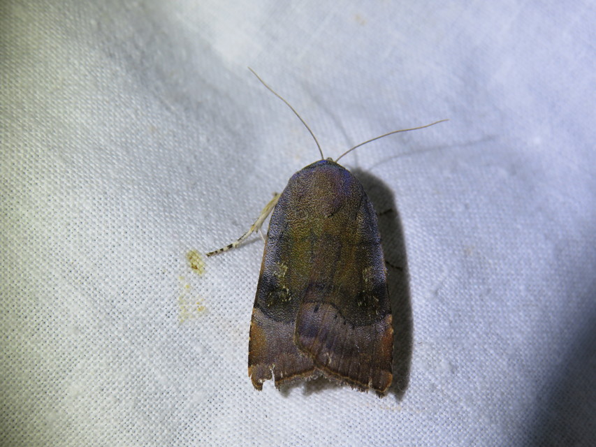 Noctua janthe/janthina
