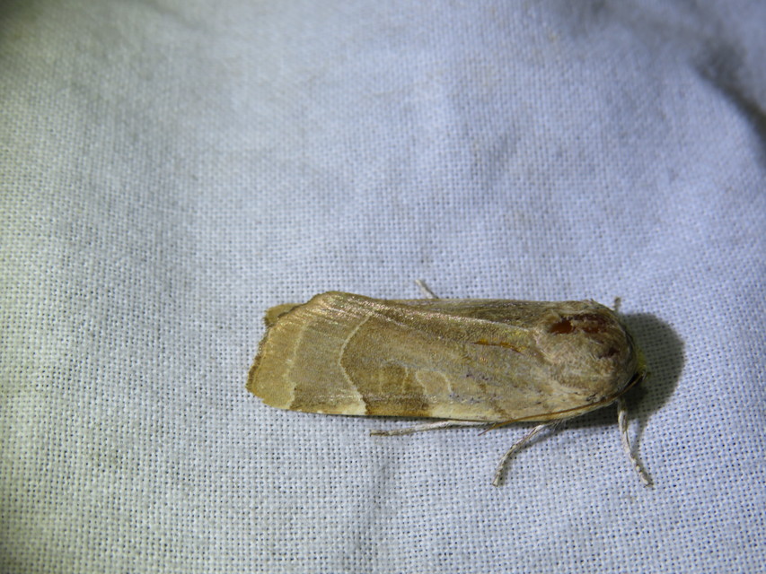 Noctua fimbriata - szélessávú sárgafűbagoly