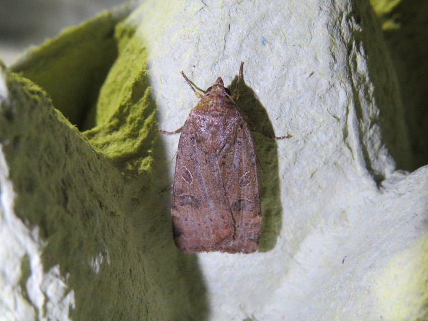 Noctua interposita - köztes sárgafűbagoly
