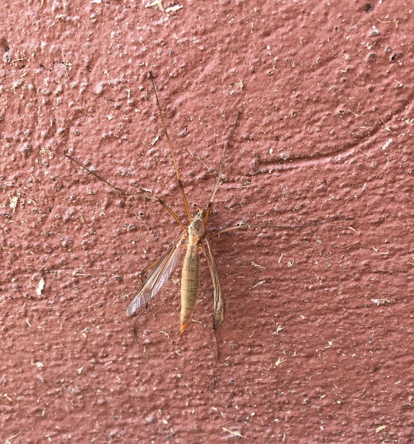 Tipula