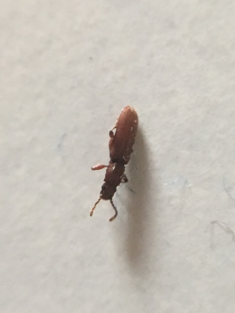 Oryzaephilus surinamensis - zsizsikfaló fogasnyakú-lapbogár