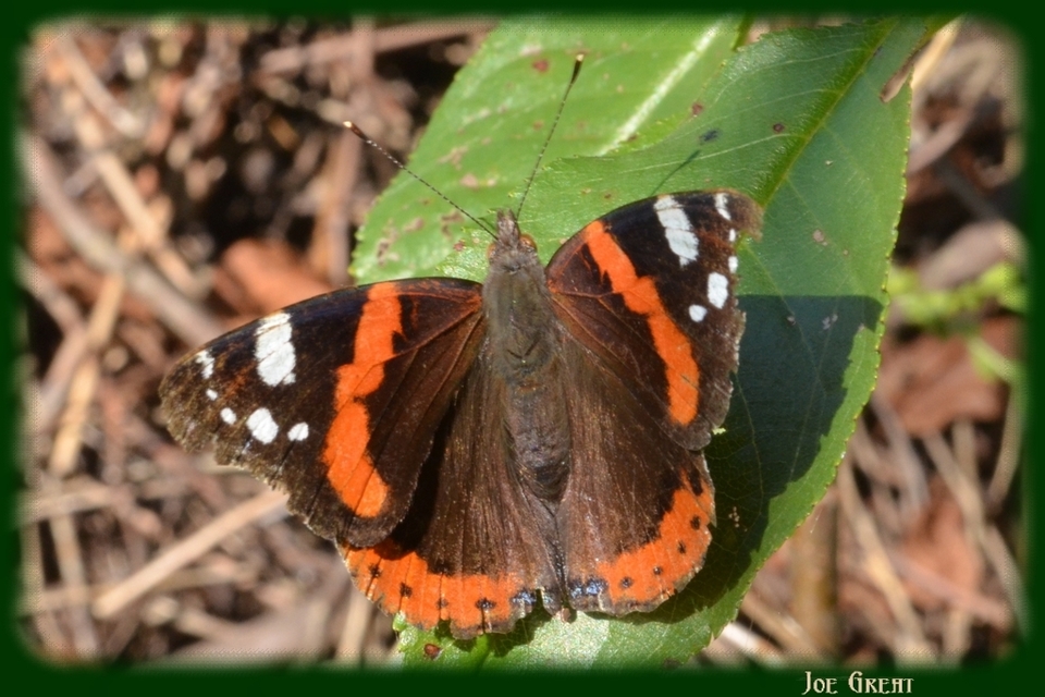 Vanessa atalanta - atalantalepke