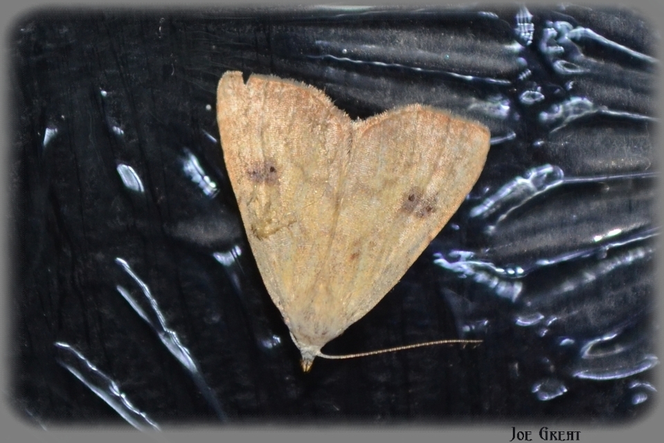 Rivula sericealis - selymes lórombagoly