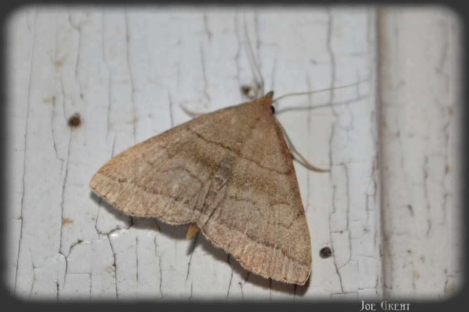 Herminia tarsicrinalis - szőröslábú karcsúbagoly