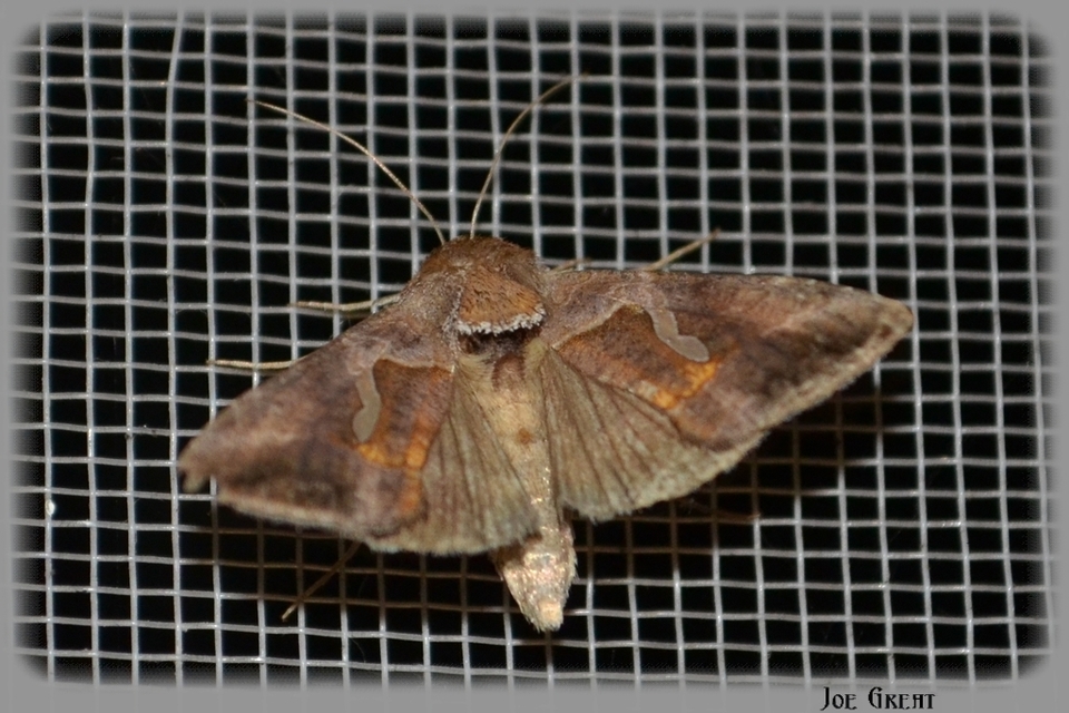 Macdunnoughia confusa - cseppfoltos ezüstbagoly