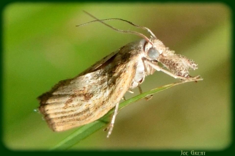 Agriphila inquinatella - közönséges fűgyökérmoly