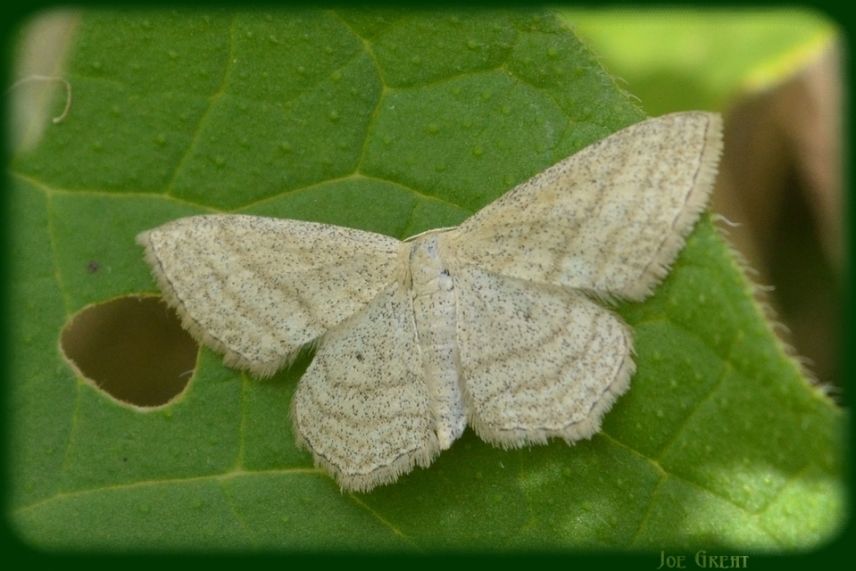 Scopula virgulata - vesszős sávosaraszoló