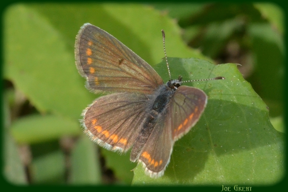 Aricia agestis - szerecsenboglárka