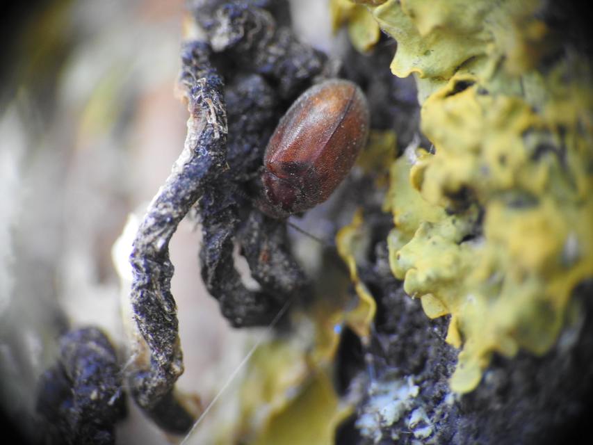 Scirtidae - rétbogárfélék