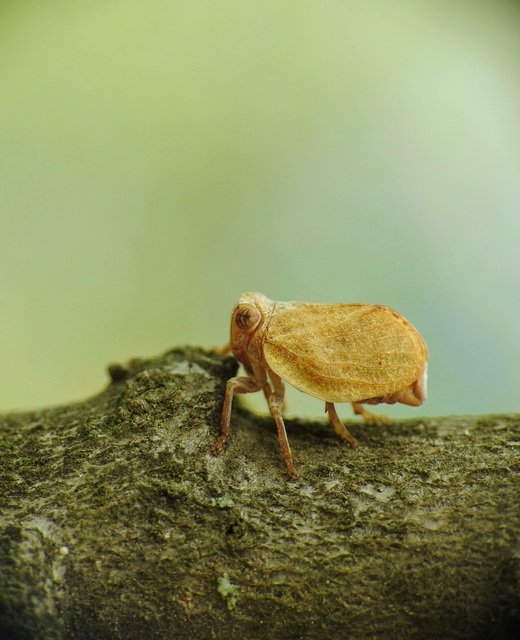 Agalmatium flavescens