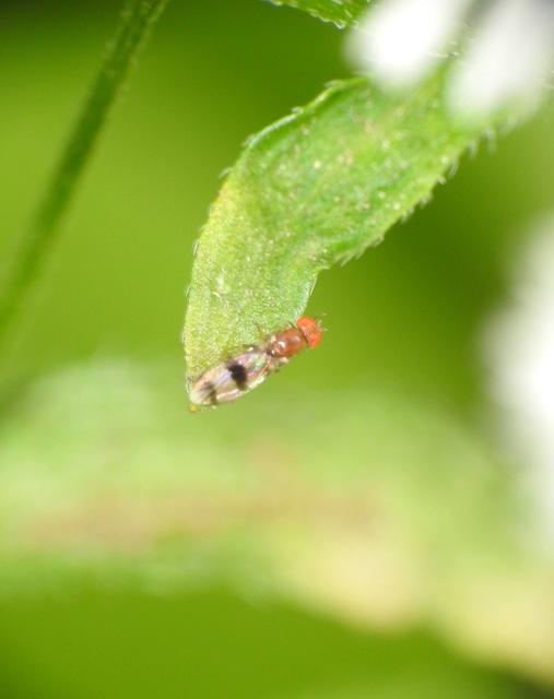 Chymomyza amoena