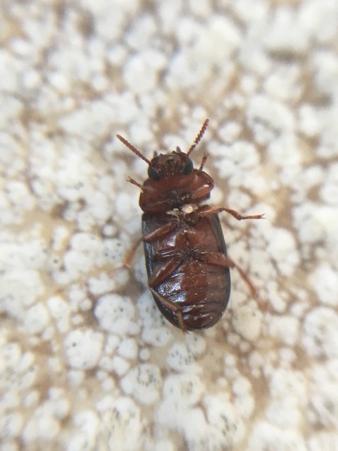 Neomida haemorrhoidalis