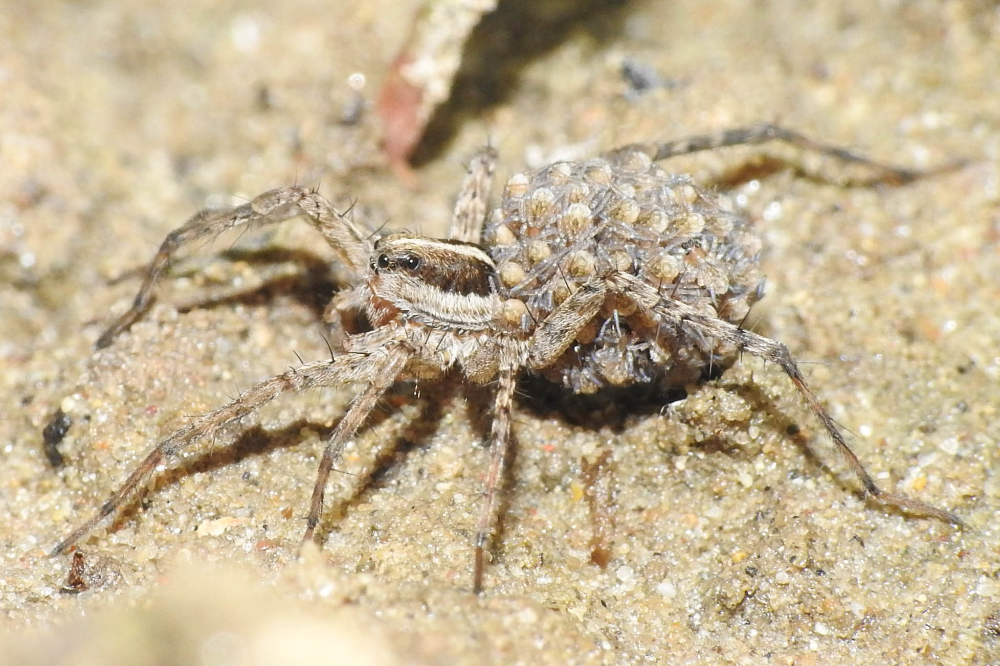 Pardosa agrestis - pusztai farkaspók