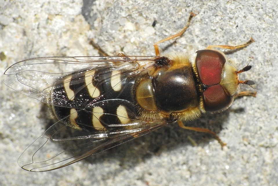 Scaeva pyrastri - gyakori nagyhomlokúlégy