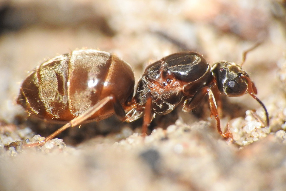 Lasius niger - közönséges feketehangya