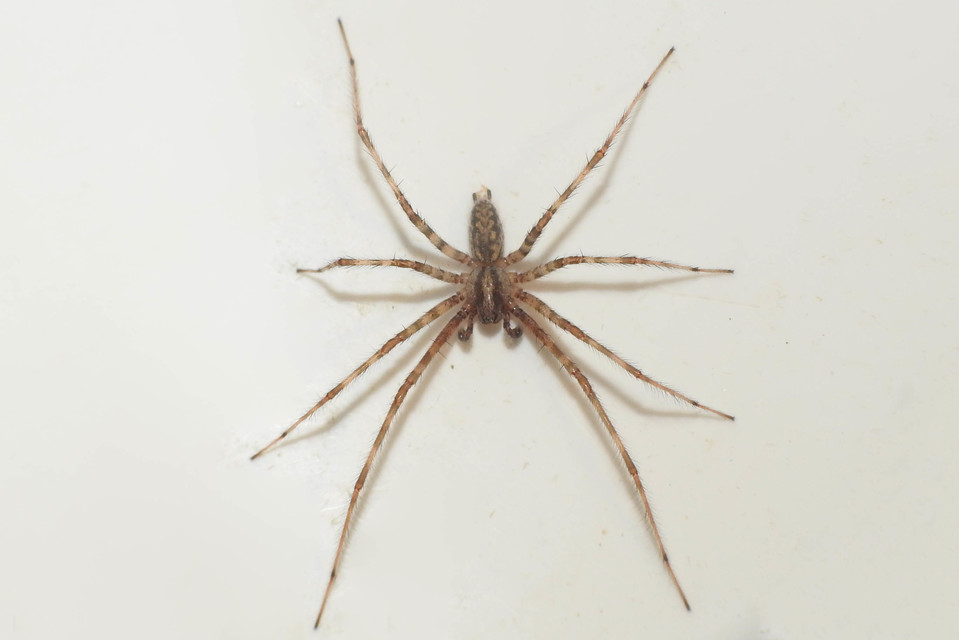 Tegenaria