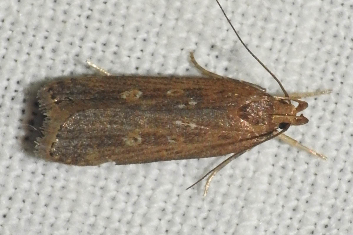 Helcystogramma triannulella - szuláksodró lápimoly