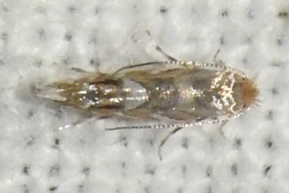 Macrosaccus robiniella - akáclevél-sátorosmoly