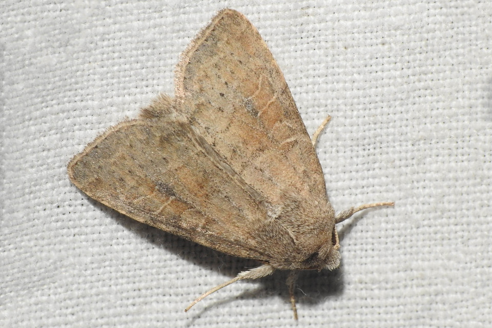 Parastichtis suspecta - sötét erdeibagoly