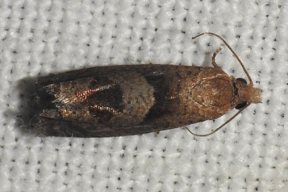 Epiblema junctana - turjáni tükrösmoly