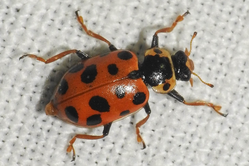 Hippodamia tredecimpunctata - mocsári katica
