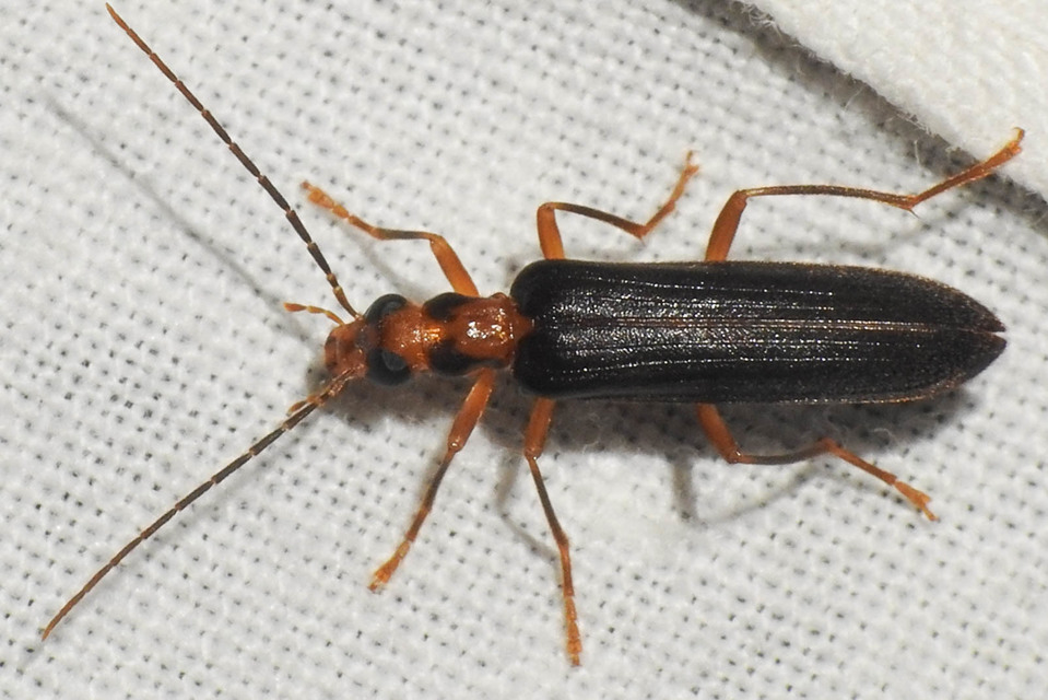 Nacerdes carniolica - karnóliai álcincér
