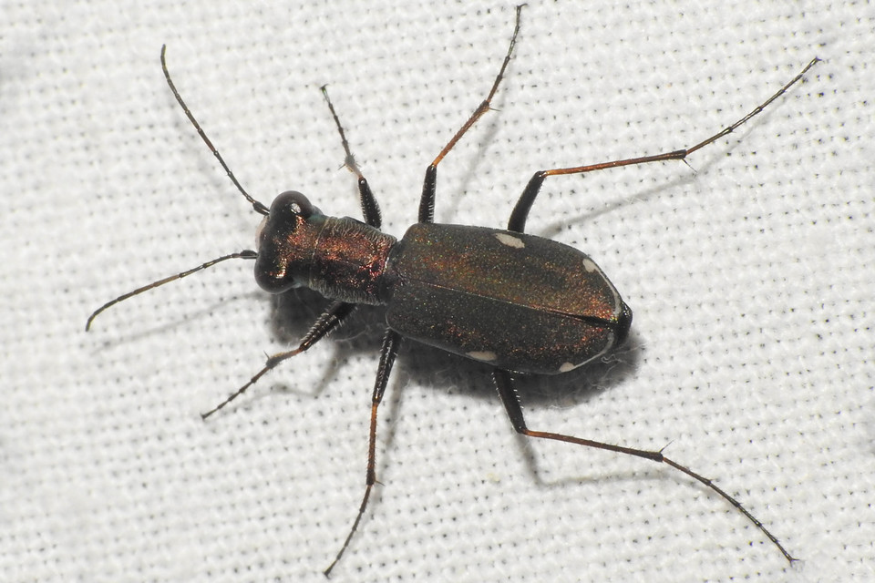 Cylindera germanica - parlagi homokfutrinka