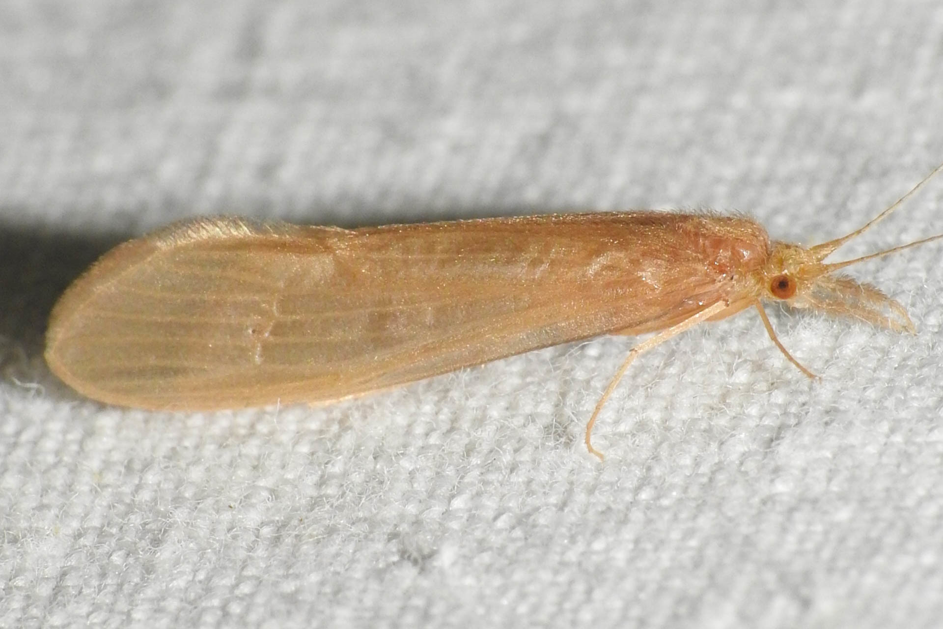 Oecetis