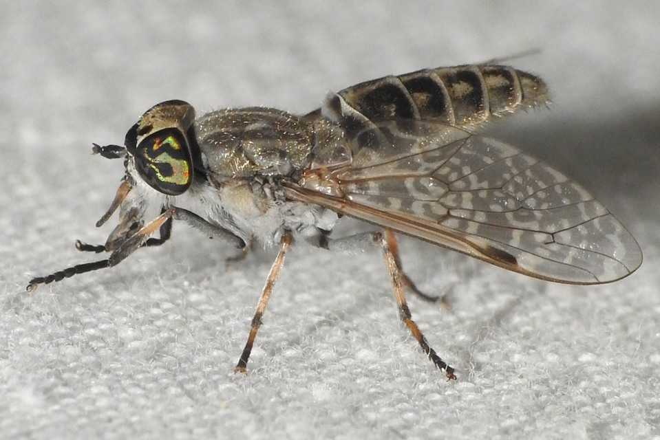 Haematopota