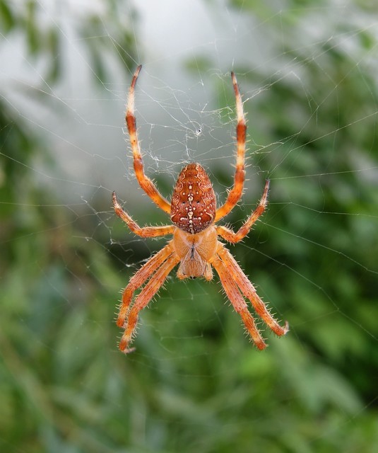 Araneus diadematus - koronás keresztespók