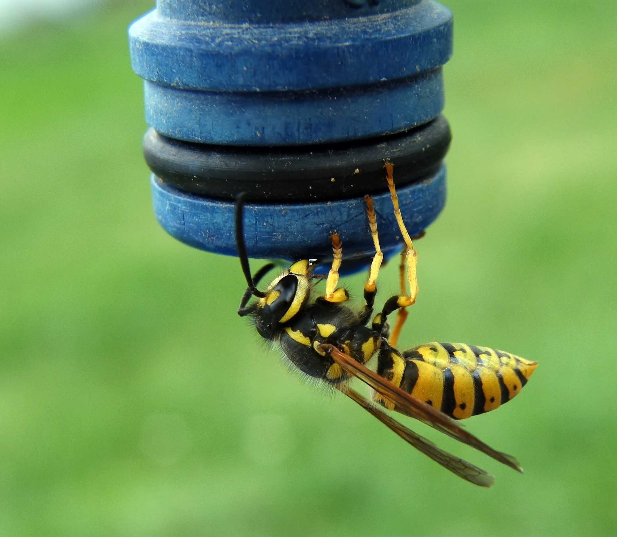 Vespula germanica - német darázs