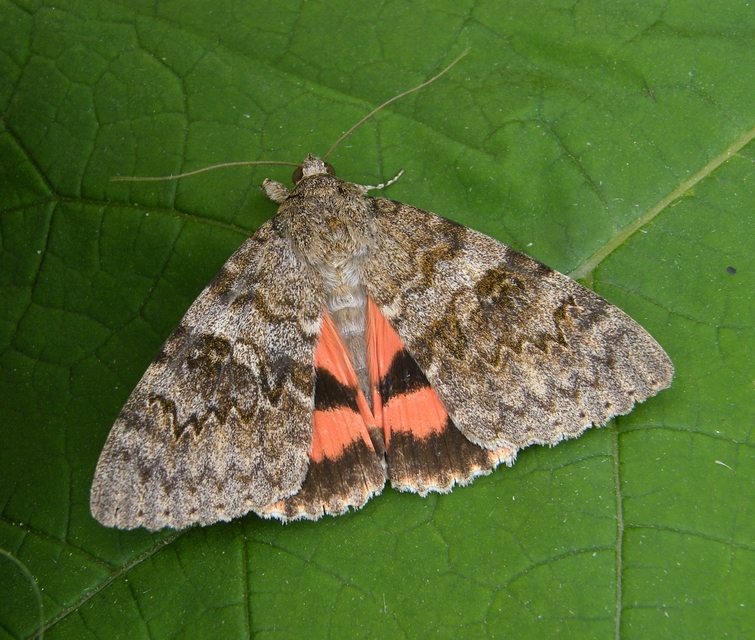 Catocala elocata - közönséges övesbagoly