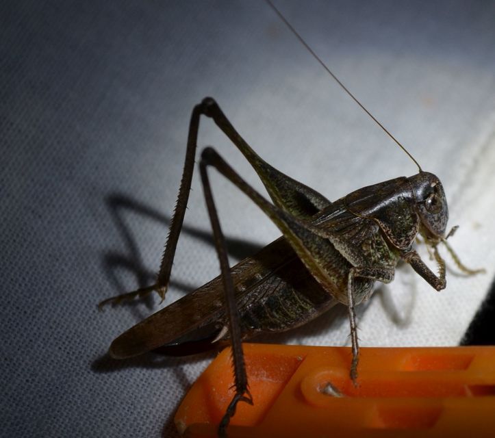 Platycleis affinis - púposhasú rétiszöcske