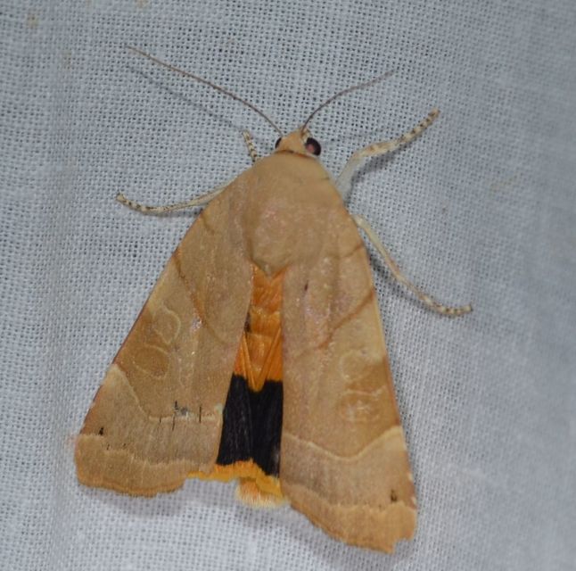 Noctua fimbriata - szélessávú sárgafűbagoly