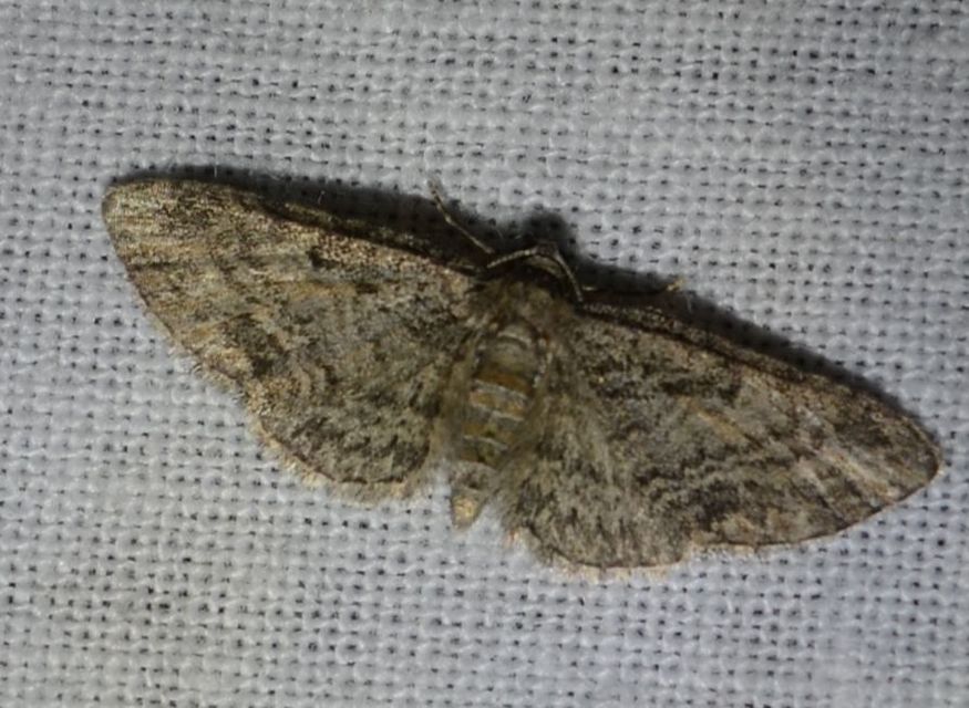 Eupithecia inturbata - juhar-törpearaszoló
