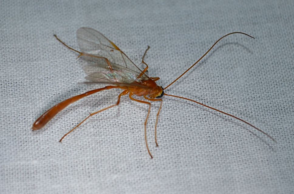 Enicospilus
